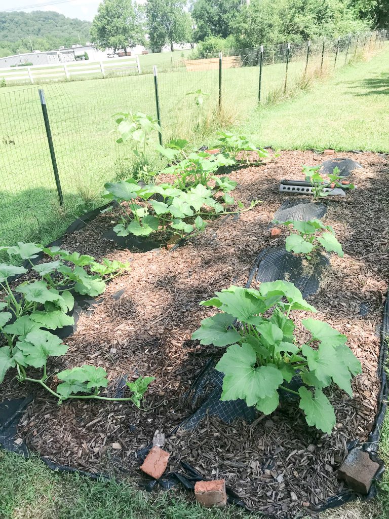 the opposite of a square foot garden squash and pumpkins