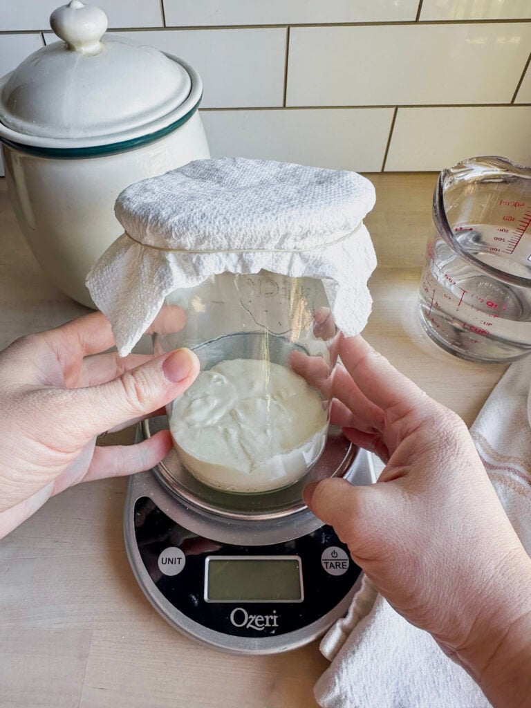 glass jar with feed gluten free starter in it with a paper towel lid and rubber band to secure it in place
