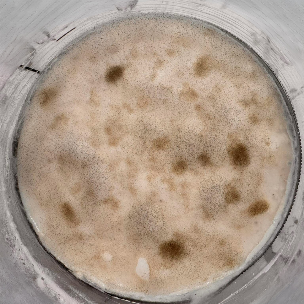 jar of gluten free sourdough starter with fuzzy black mold